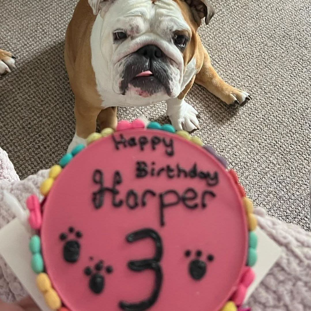 Dog Birthday Cake