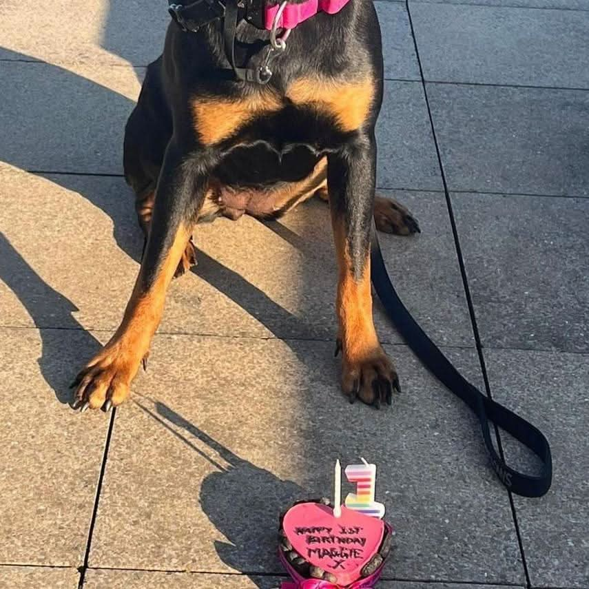 Pink Heart Dog Cake