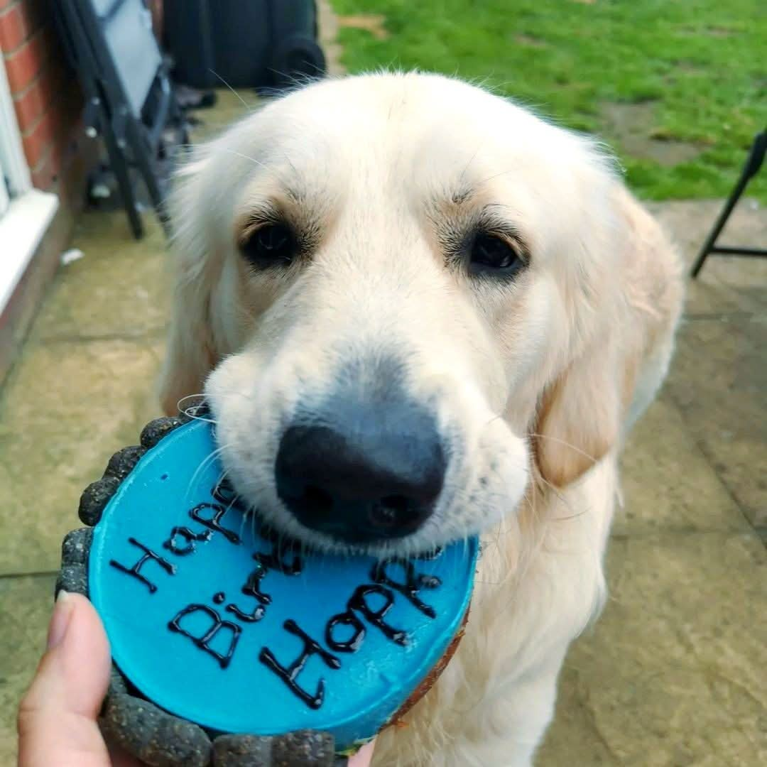 Dog Birthday Cake Blue