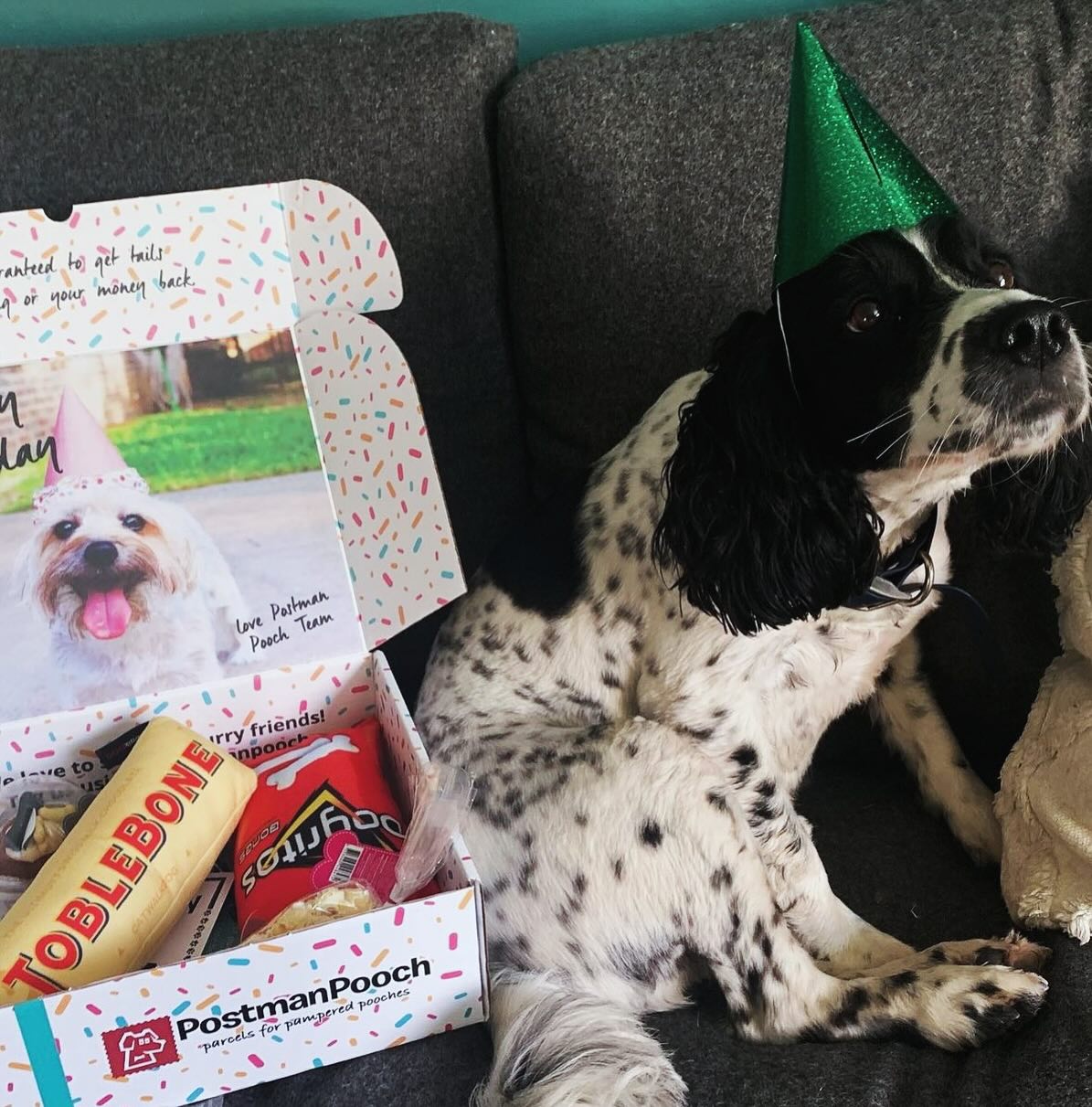 dog birthday box