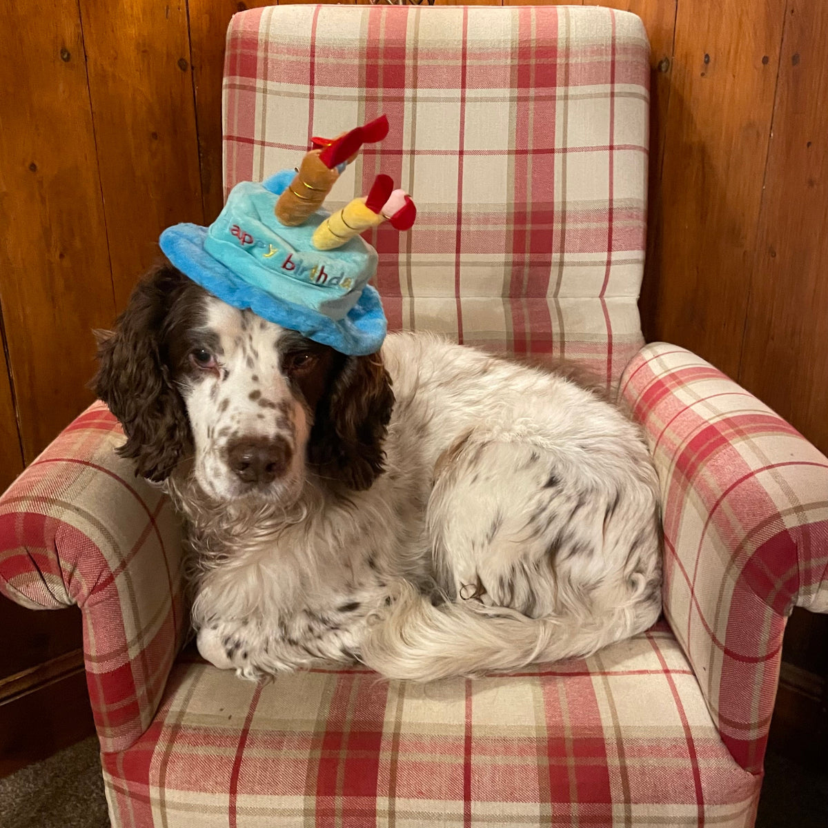 Chapeau D'Anniversaire Chien Rose Avec Gâteau Et Bougies - Costume Party Pour Animaux