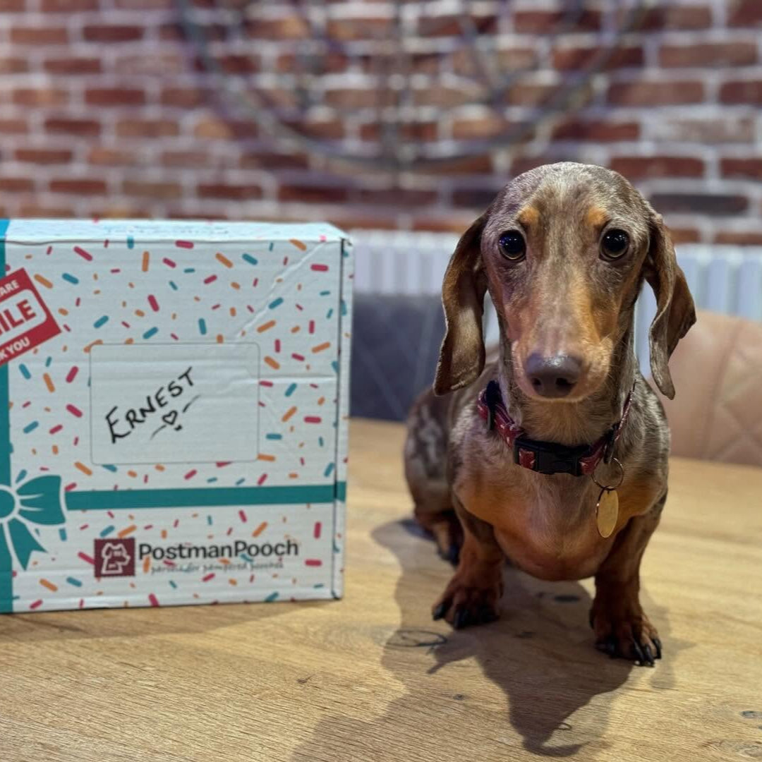 Dog birthday box