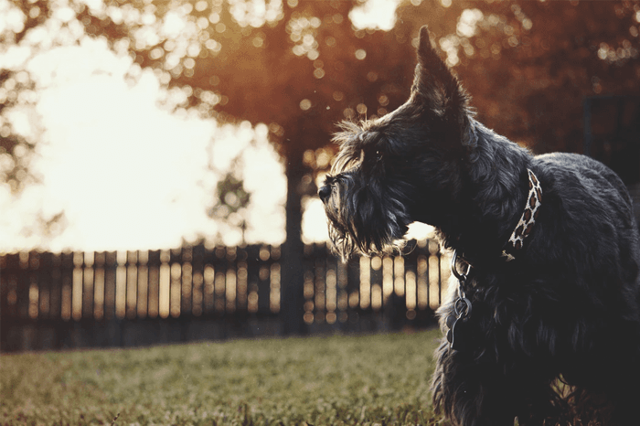 Miniature Schnauzer Dog Breed - Facts - Traits - Health