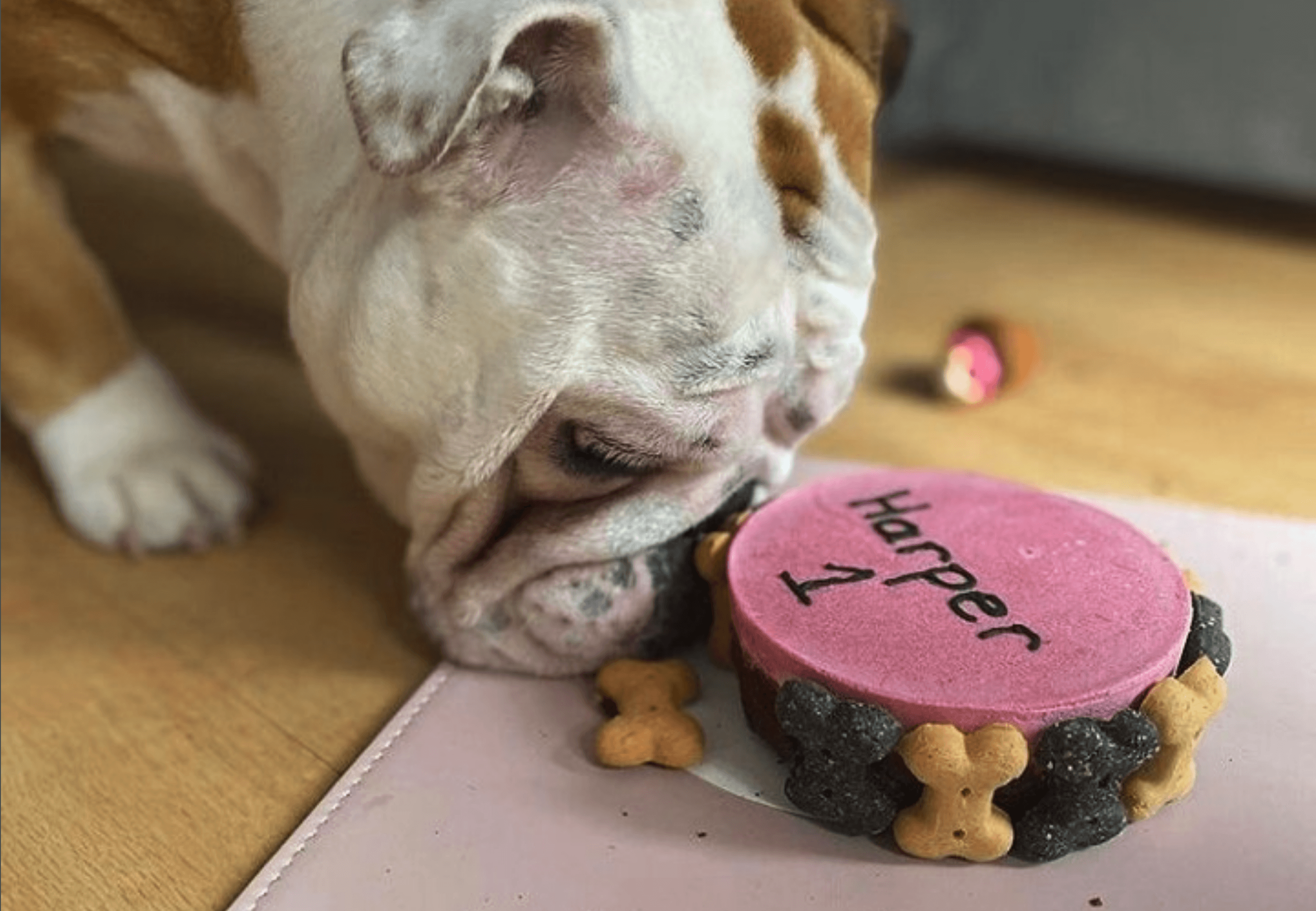 Cool Homemade Bulldog Birthday Cake