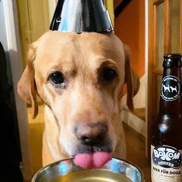 Labrador With Dog Beer