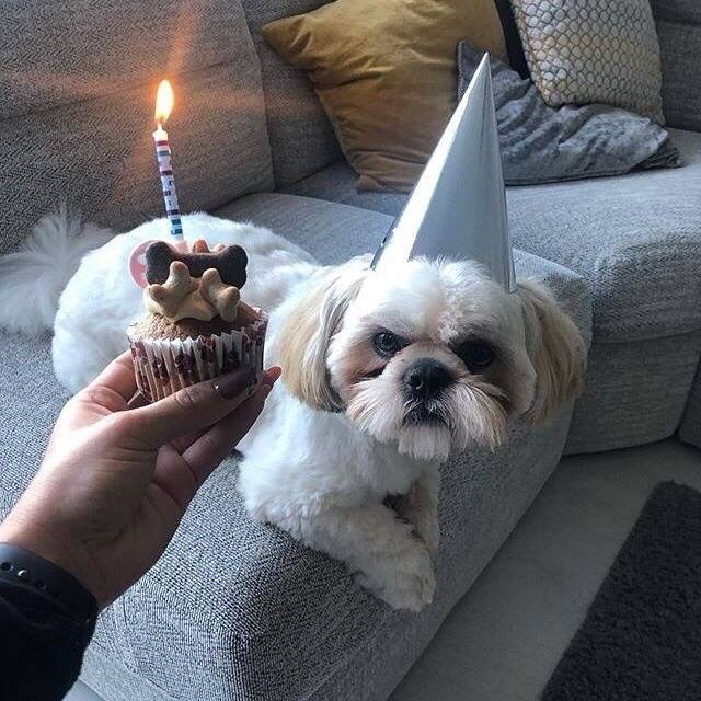 Shih Tzu with Dog Birthday Cupcake