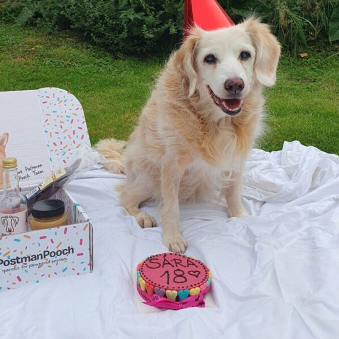 Dog birthday cake - pink