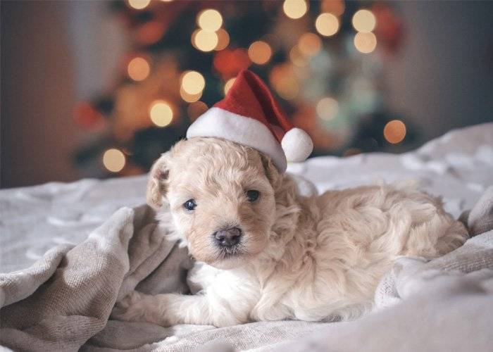 dog related christmas gifts