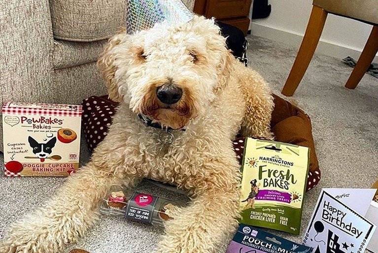 Dog Birthday Presents