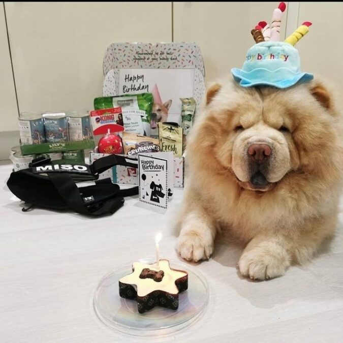 Star Dog birthday cake