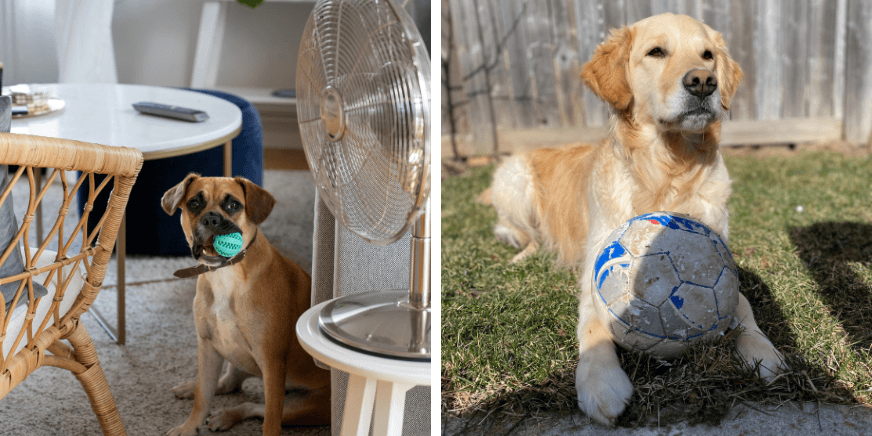 Dog Heat Stroke Symptoms