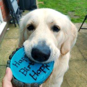 Doggie Birthday cakes