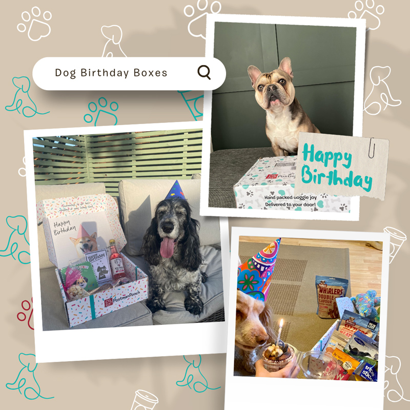 Dog Birthday Boxes