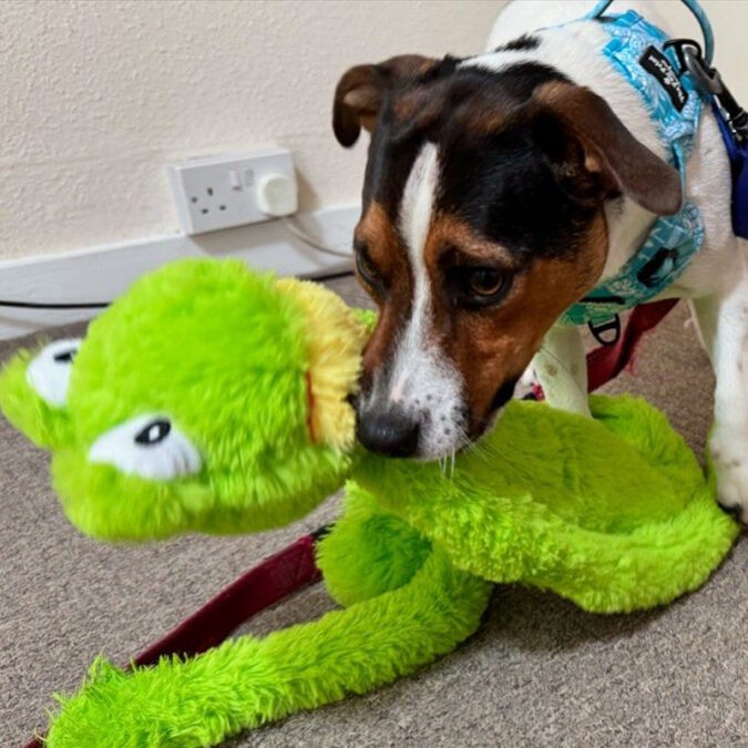 Long Leg Plush Frog Dog Toy